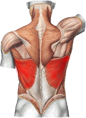 Molecules Latissimus Dorsi - Sport en Massage Bodegraven