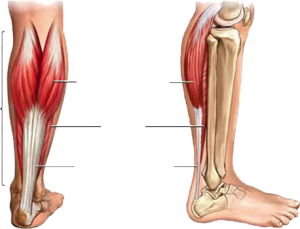 Moleculus Gastrocnemius - Sport en Massage Bodegraven