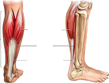 Moleculus Gastrocnemius - Sport en Massage Bodegraven