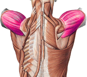 Musculus Deltoideus - Sport en Massage Bodegraven