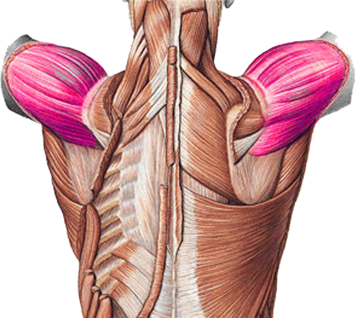 Musculus Deltoideus - Sport en Massage Bodegraven