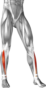 Musculus Tibialis Anterior - Sport en Massage Bodegraven