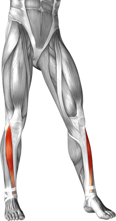 Musculus Tibialis Anterior - Sport en Massage Bodegraven