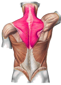 Musculus Trapezius - Sport en Massage Bodegraven