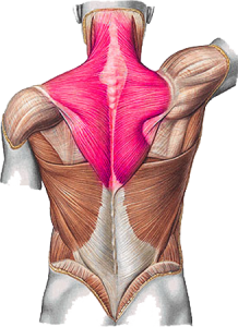 Musculus-Trapezius - Sport en Massage Bodegraven