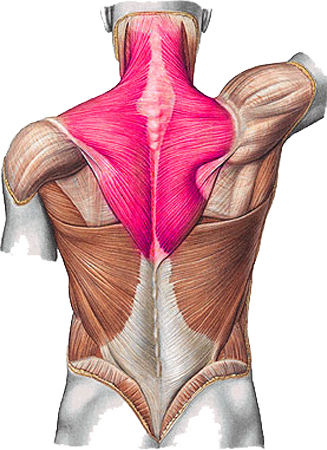 Musculus-Trapezius - Sport en Massage Bodegraven