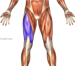 Quadrizeps - Sport en Massage Bodegraven